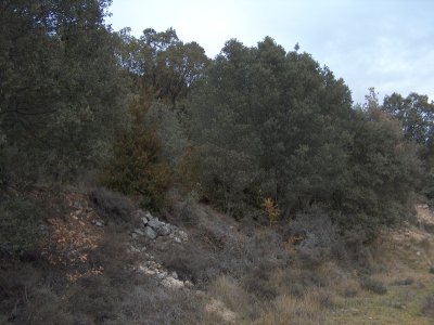 Common oaks and holm oaks