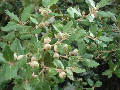 Common oaks and holm oaks