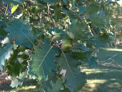 Common oaks and holm oaks