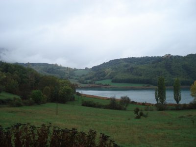 Chênes et chênes verts