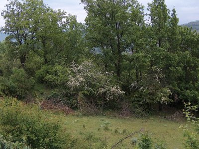 Common oaks and holm oaks